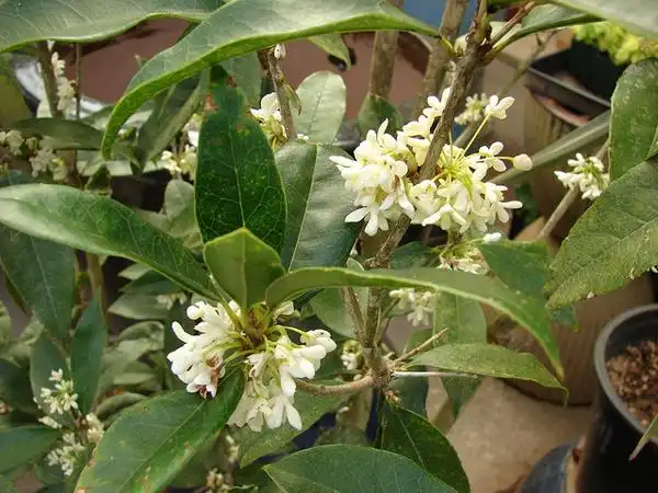 Фото Osmanthus fragrans (Osmanthus fragranss)