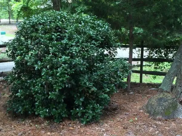 Фото Osmanthus fragrans (Osmanthus fragranss)