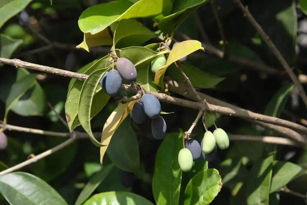 Фото Osmanthus fragrans - Fruit:Jim Robbins