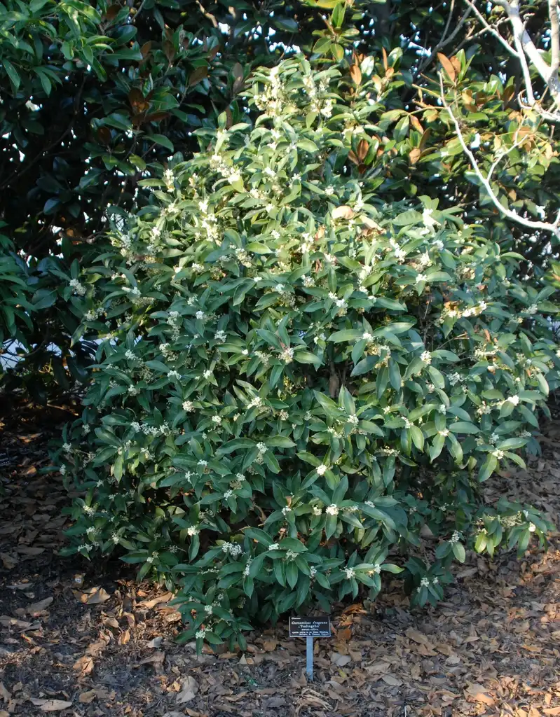 Фото Osmanthus fragrans - 'Fudingzhu' Form:Jim Robbins