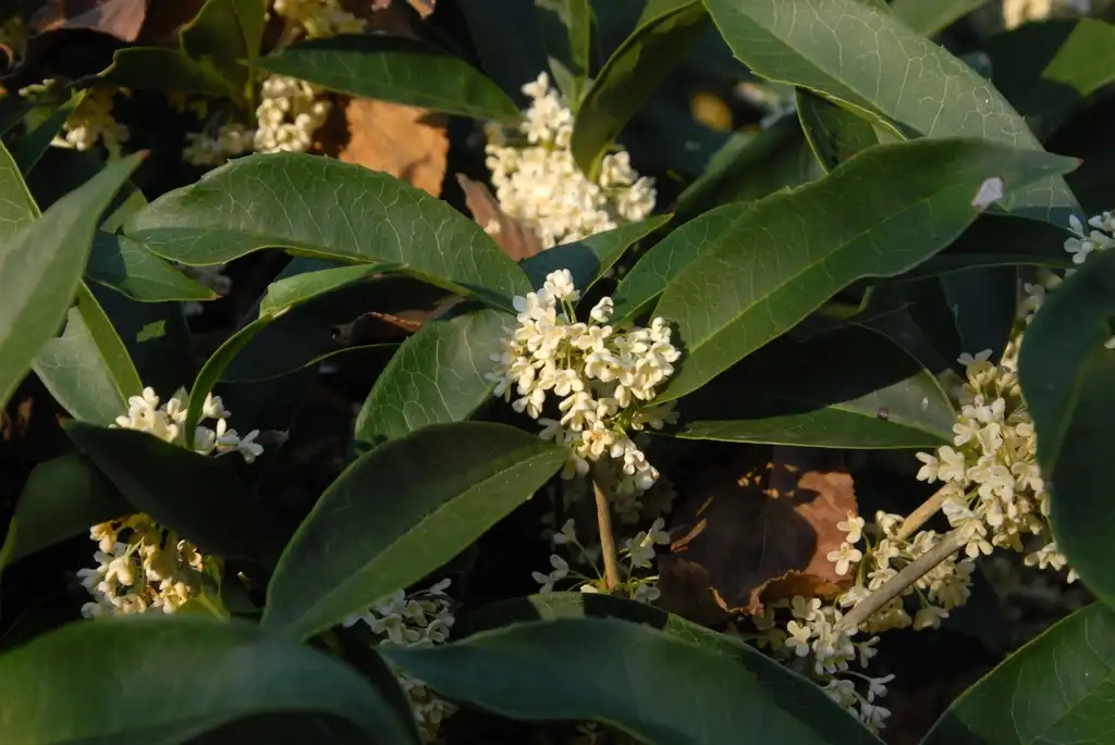 Фото Osmanthus fragrans - 'Fudingzhu' Flower and Leaf:Jim Robbins