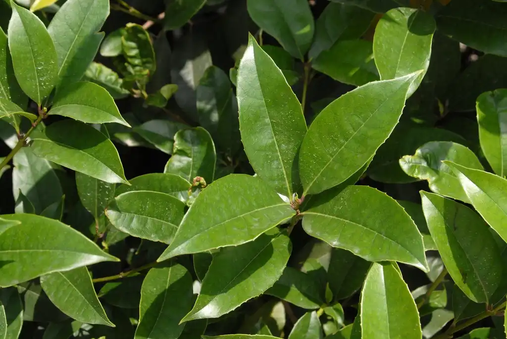 Фото Osmanthus fragrans - Leaf:Jim Robbins