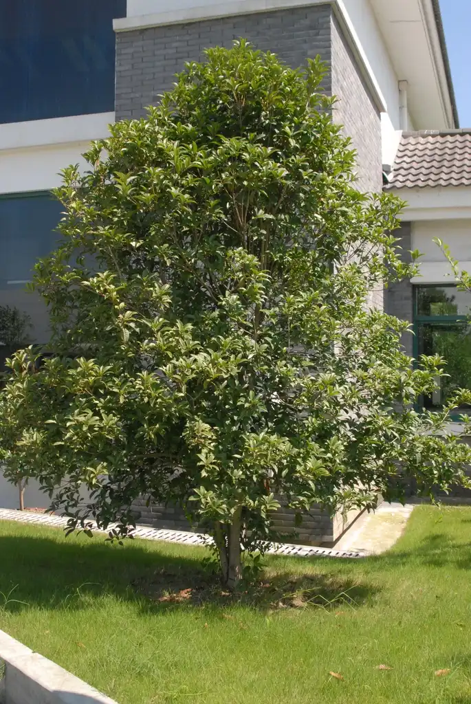 Фото Osmanthus fragrans - Tree:Jim Robbins