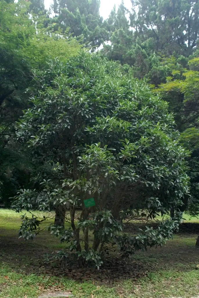 Фото Osmanthus fragrans - 'Fudingzhu' Growth Habit:Jim Robbins