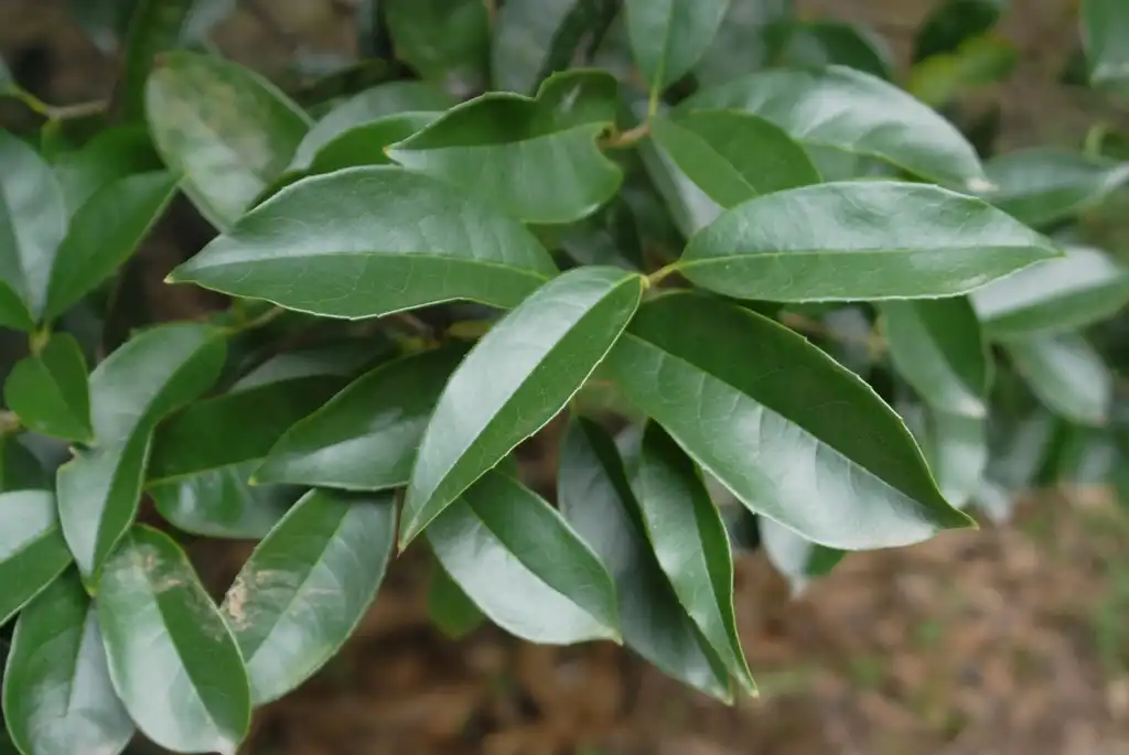Фото Osmanthus fragrans - 'Fudingzhu' Leaves:Jim Robbins