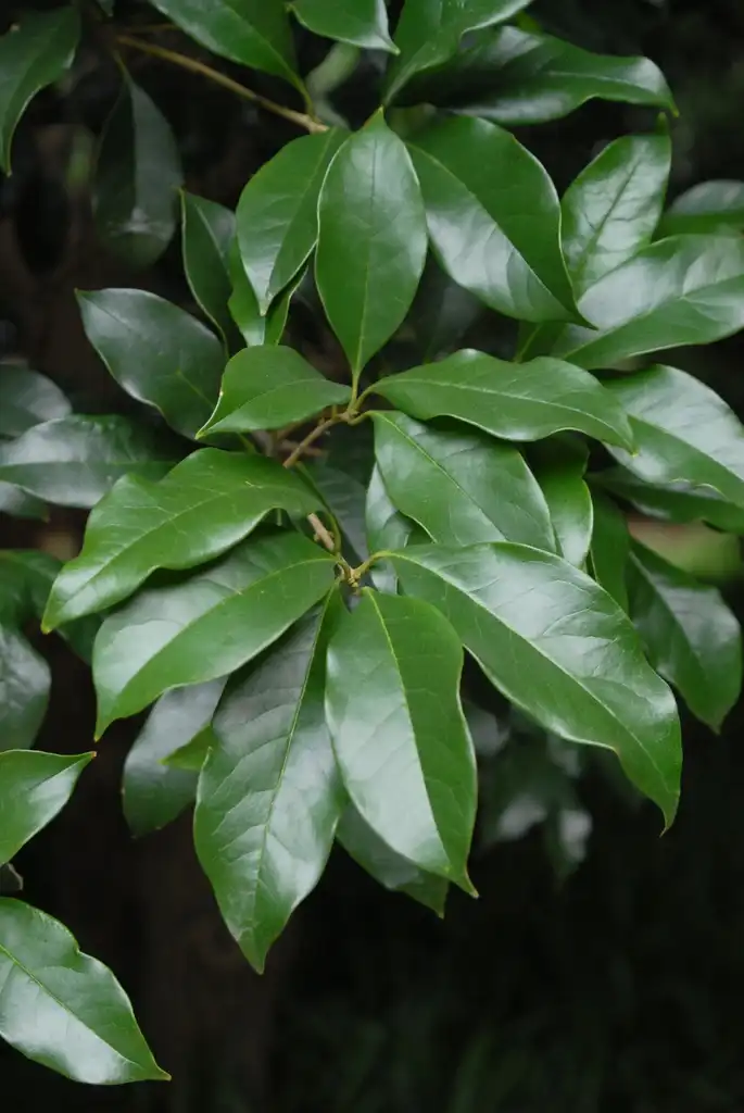 Фото Osmanthus fragrans - 'Hangzhouhuang' Leaves:Jim Robbins