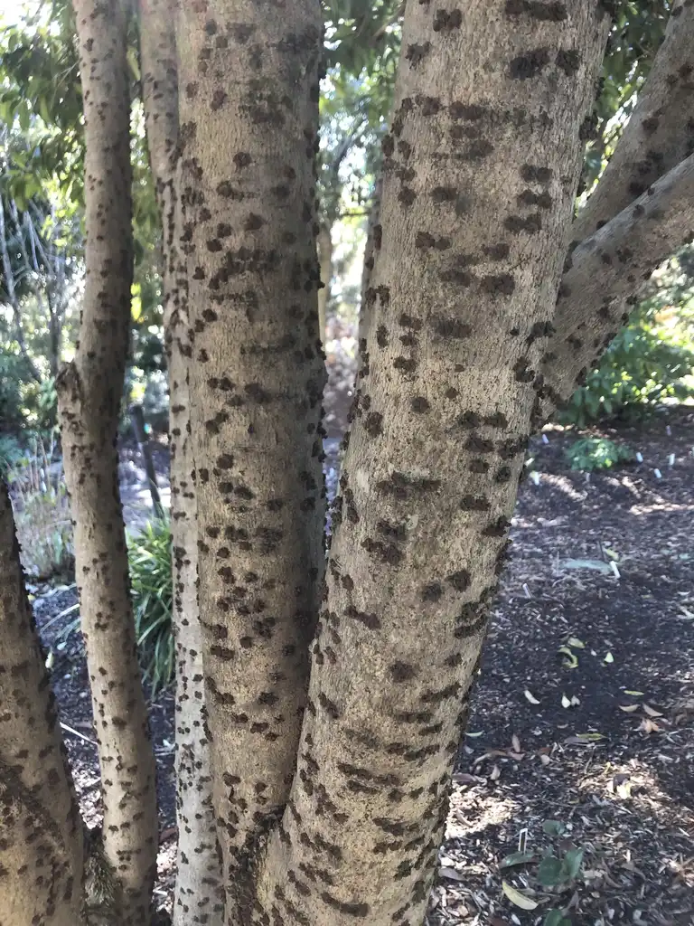 Фото Osmanthus fragrans - 'Conger yellow' Trunk (Wake County, NC):Cathy Dewitt