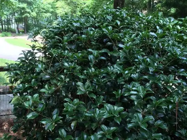 Фото Osmanthus fragrans - Osmanthus fragrans:Barbara Goodman