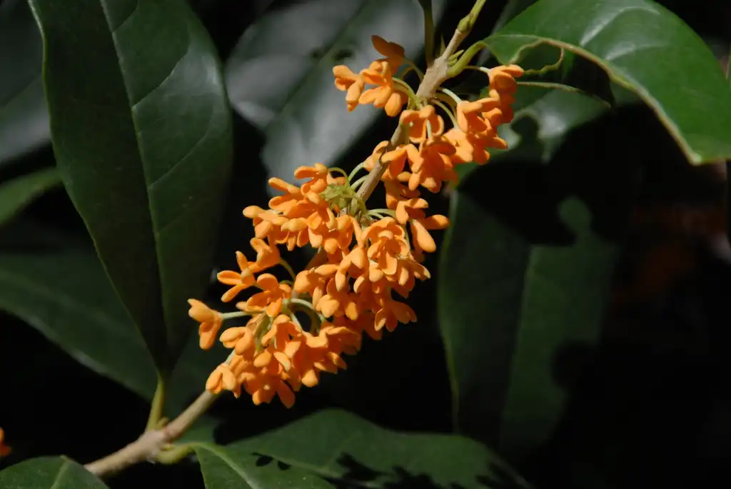 Фото Osmanthus fragrans - Flower:Jim Robbins