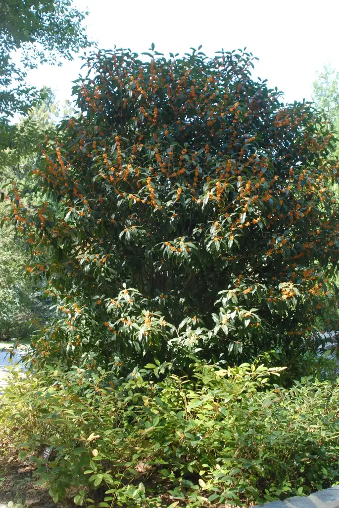 Фото Osmanthus fragrans - Form:Jim Robbins