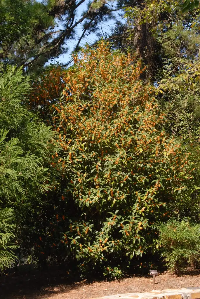 Фото Osmanthus fragrans - Form under Sun:Jim Robbins