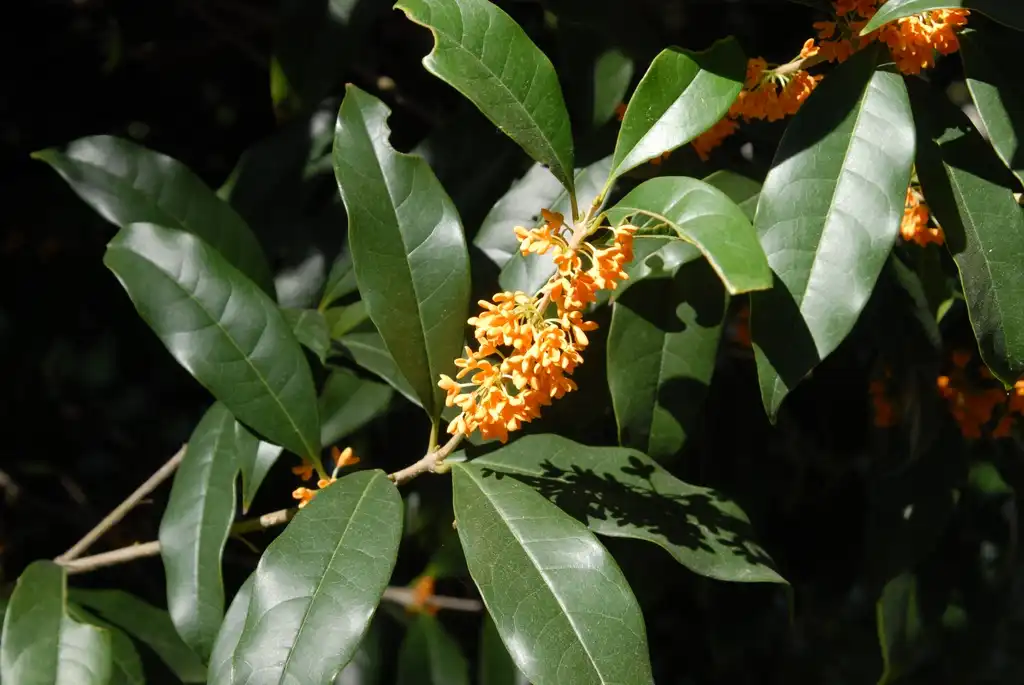 Фото Osmanthus fragrans - Flower and Leaves:Jim Robbins