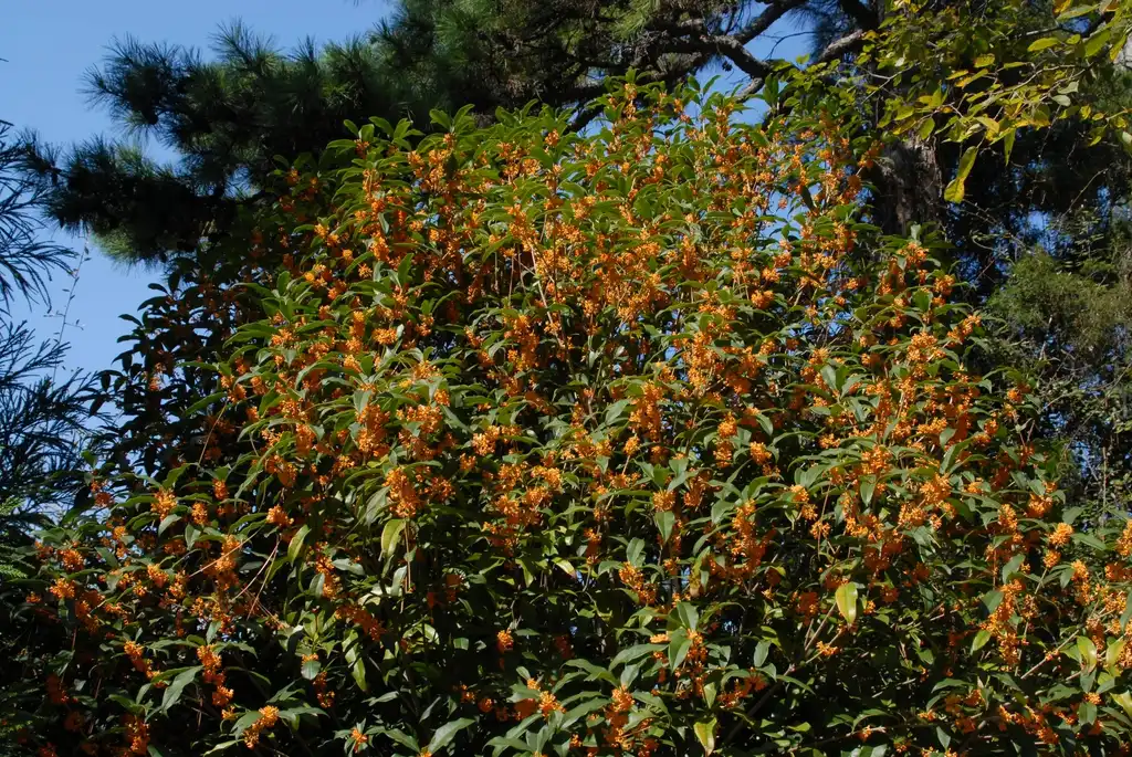 Фото Osmanthus fragrans - Flower Spread:Jim Robbins