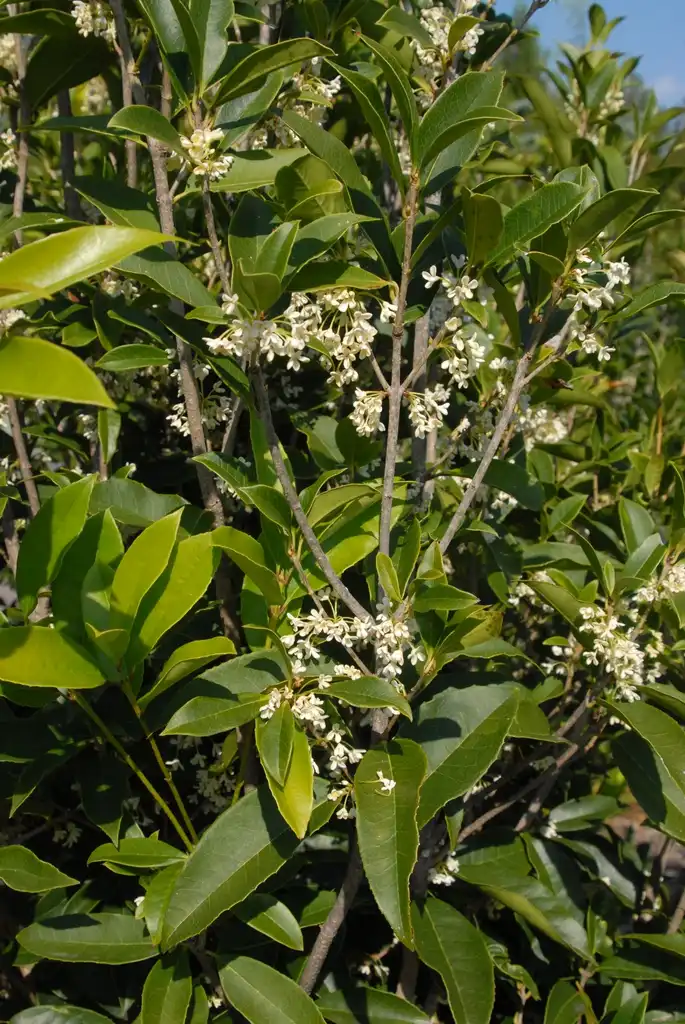 Фото Osmanthus fragrans - Flowers:Jim Robbins