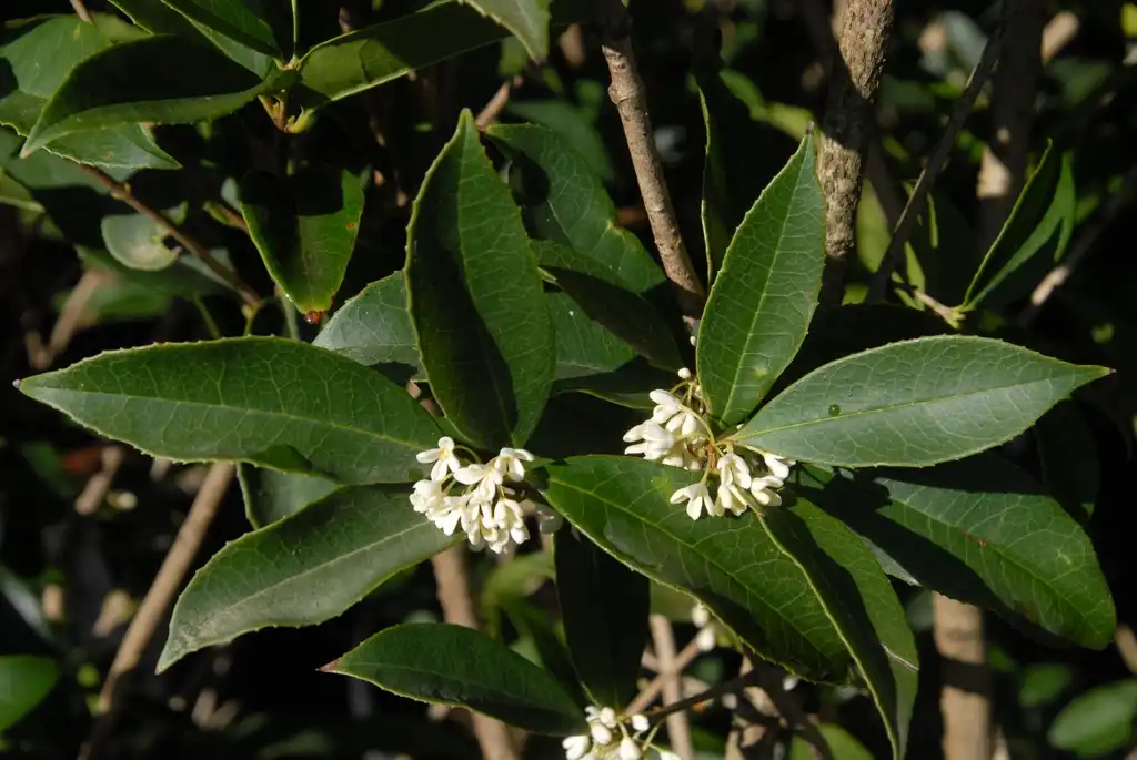 Фото Osmanthus fragrans - Flower and Leaves:Jim Robbins