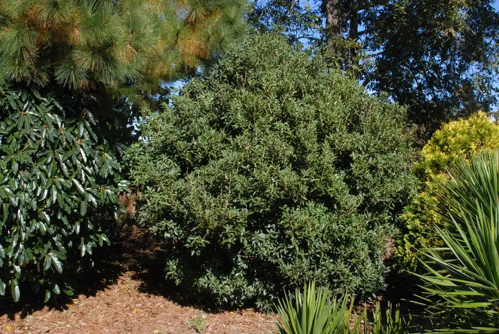 Photo of Osmanthus heterophyllus (Osmanthus heterophylluss)