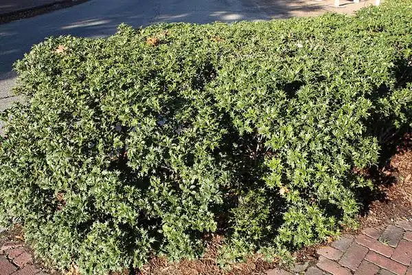 Photo of Osmanthus heterophyllus (Osmanthus heterophylluss)
