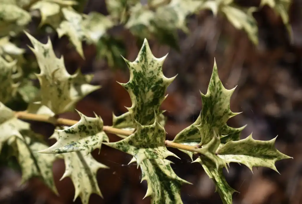 Photo of Osmanthus heterophyllus - Variegated leaves detail (Warren County,NC):Cathy Dewitt
