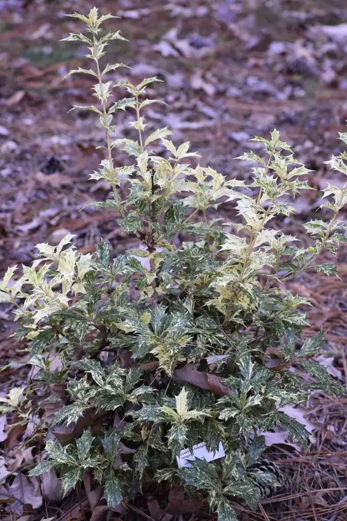 Photo of Osmanthus heterophyllus - Variegated form (Warren County,NC):