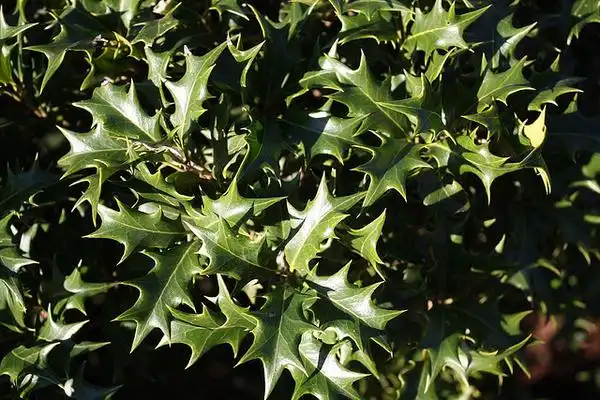 Photo of Osmanthus heterophyllus - Spiny leaves:Phillip Merritt