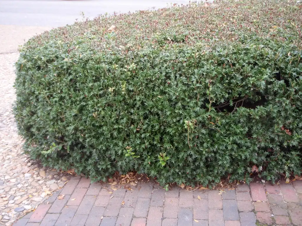 Photo of Osmanthus heterophyllus - Hedge:Jim Robbins