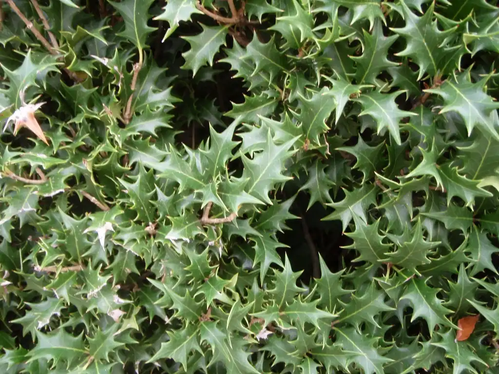 Photo of Osmanthus heterophyllus - Leaves:Jim Robbins
