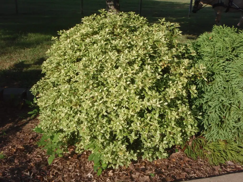 Photo of Osmanthus heterophyllus - 'Goshiki' Form:Jim Robbins