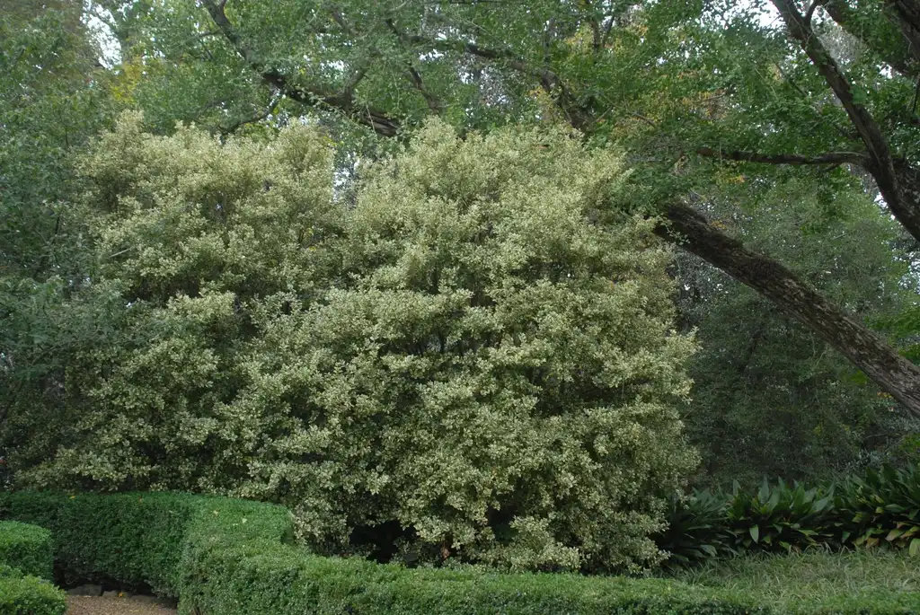 Photo of Osmanthus heterophyllus - 'Variegatus' Form:Jim Robbins