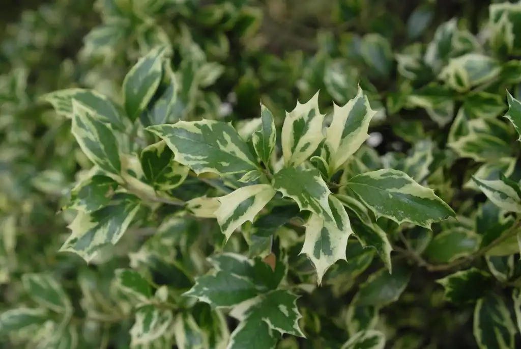 Photo of Osmanthus heterophyllus - 'Variegatus' Leaves:Jim Robbins