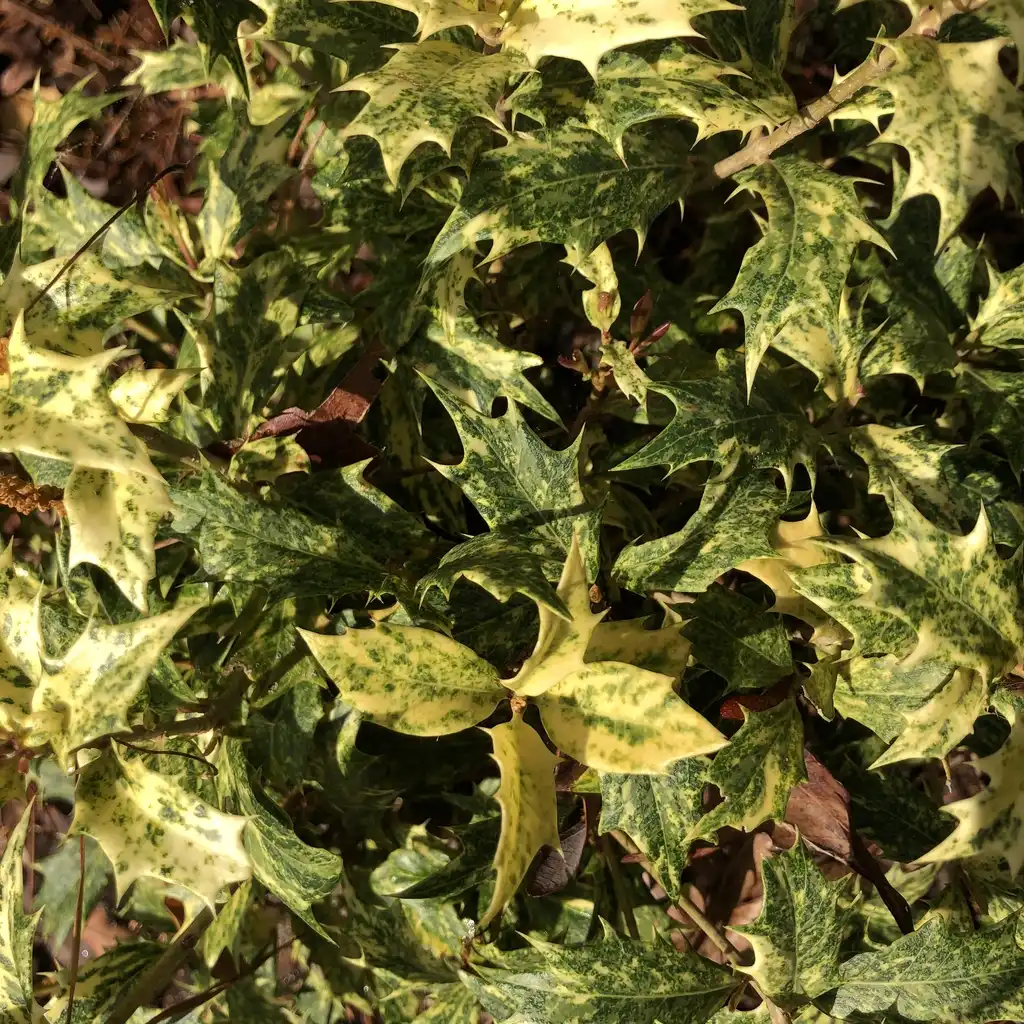 Photo of Osmanthus heterophyllus - 'Variegatus' Leaves Close-Up (Warren County,NC):Cathy Dewitt