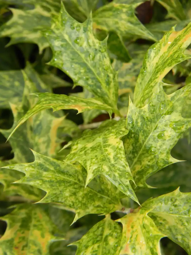 Photo of Osmanthus heterophyllus - 'Goshiki' Leaves Close-Up (Buncombe County,NC):Randy Harter