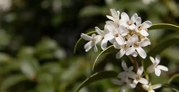 Photo of Osmanthus x burkwoodii (Osmanthus x burkwoodiis)