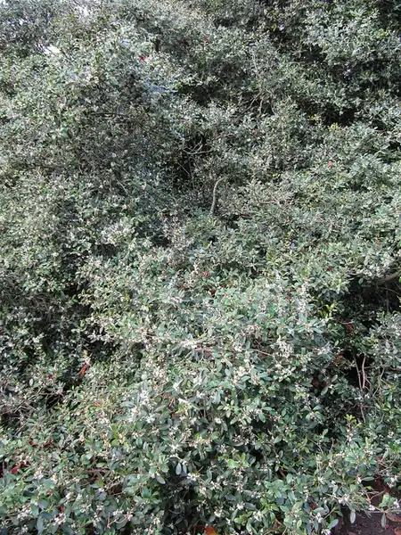 Photo of Osmanthus x burkwoodii (Osmanthus x burkwoodiis)