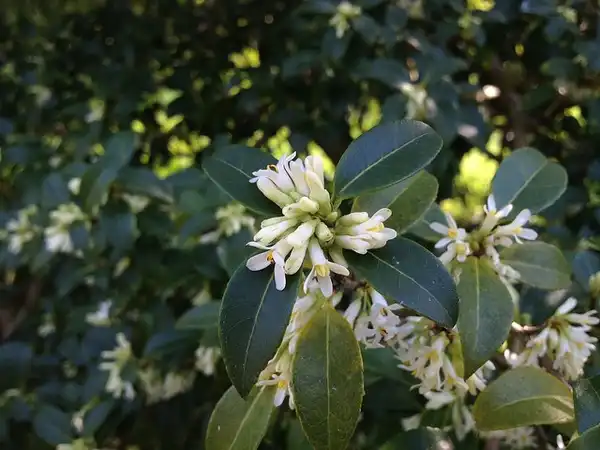 Photo of Osmanthus x burkwoodii - Osmanthus x burkwoodii:Mpaola Andreoni
