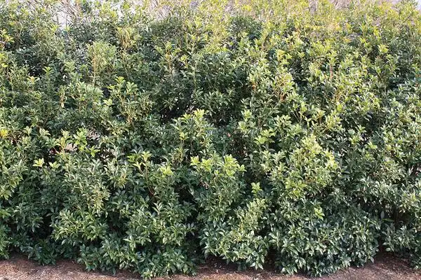 Фото Osmanthus x fortunei (Osmanthus x fortuneis)