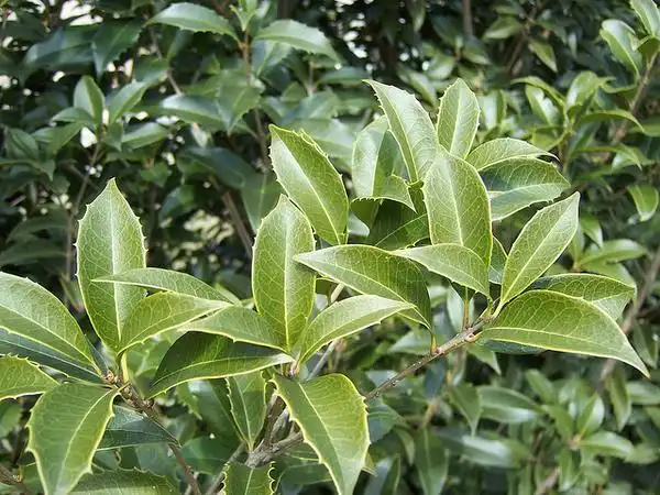 Фото Osmanthus x fortunei (Osmanthus x fortuneis)