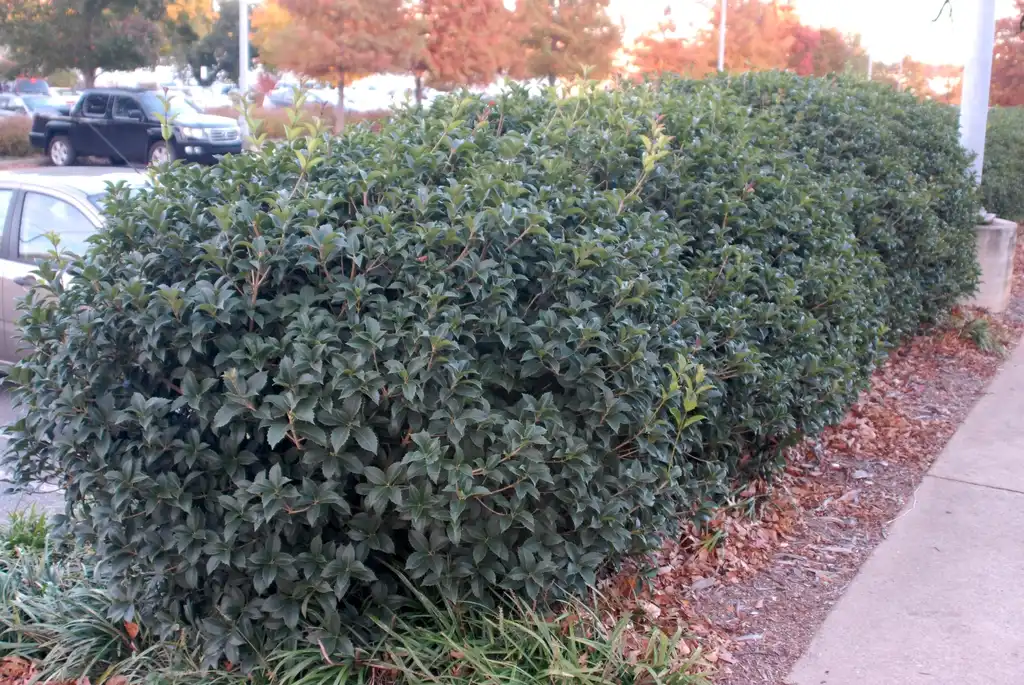 Фото Osmanthus x fortunei - Full Form:Jim Robbins