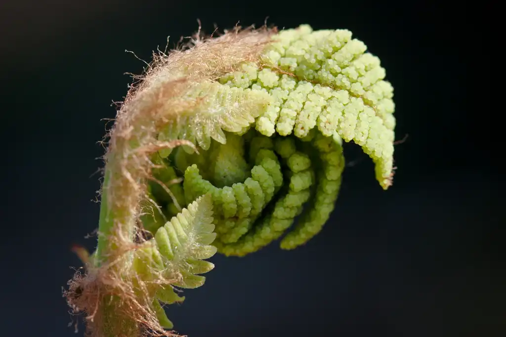 Foto de Osmunda claytoniana (Osmunda claytonianas)