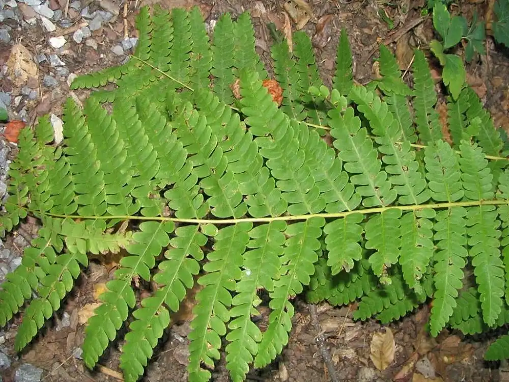 Foto de Osmunda claytoniana (Osmunda claytonianas)