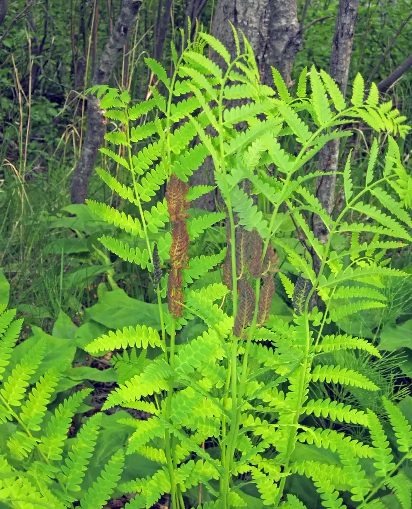 Foto de Osmunda claytoniana - Fronds:James St. John