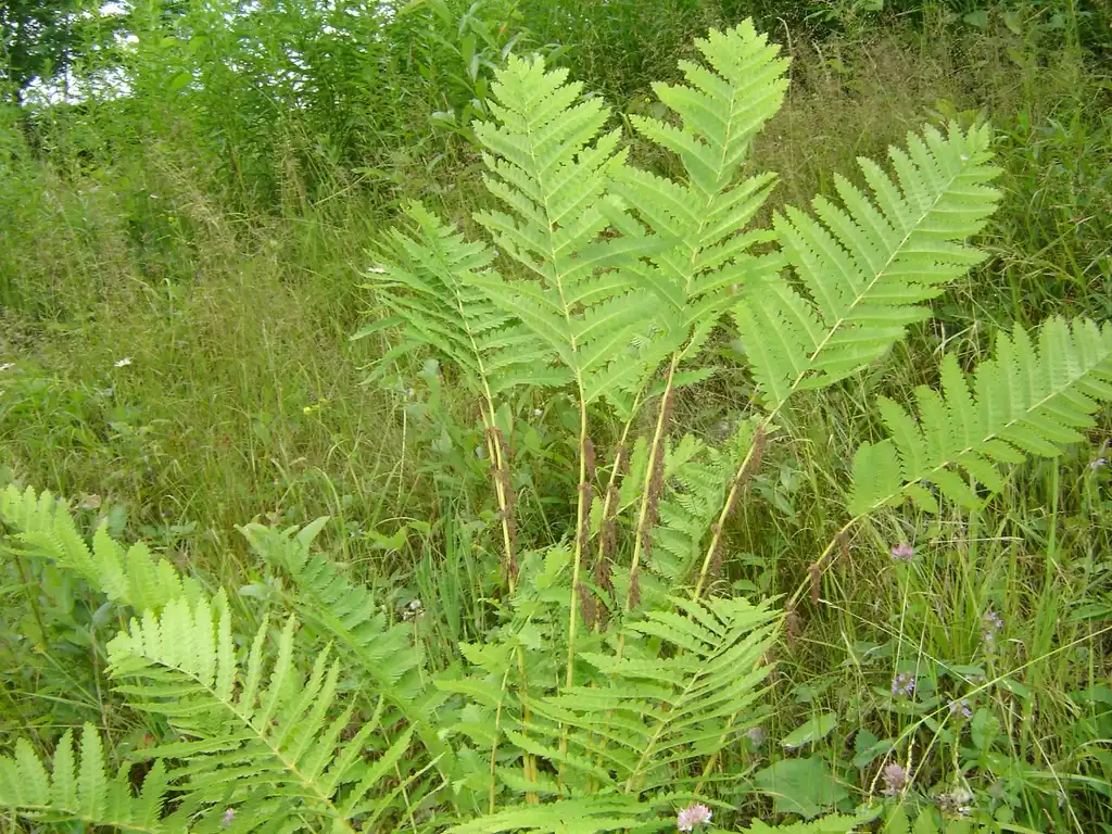 Foto de Osmunda claytoniana - Form:Circeus