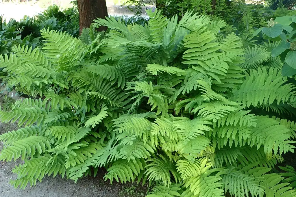 Foto de Osmunda claytoniana - Full Form:Krzysztof Ziarnek, Kenraiz