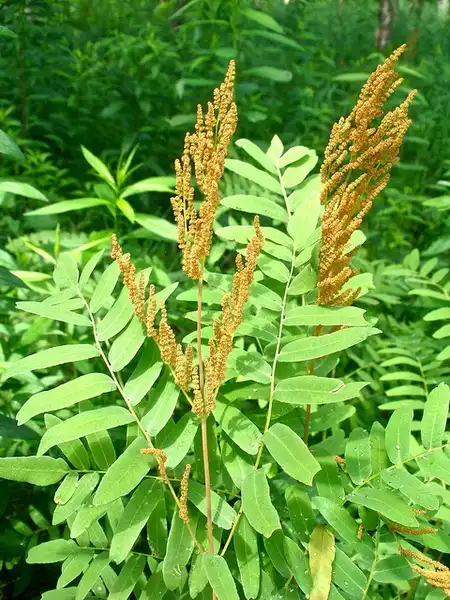 Photo of Osmunda regalis (Osmunda regaliss)