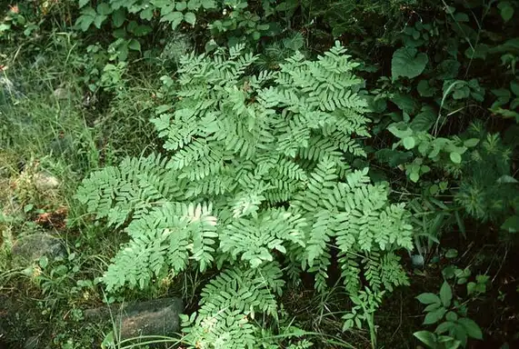 Photo of Osmunda regalis (Osmunda regaliss)