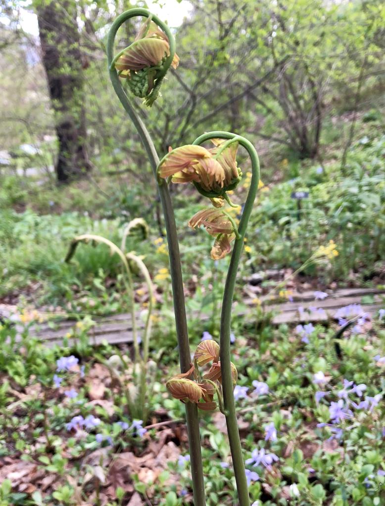 Photo of Osmunda regalis - Flower and stem (Haywood County,NC)-Mid Spring:Marcia Boyle