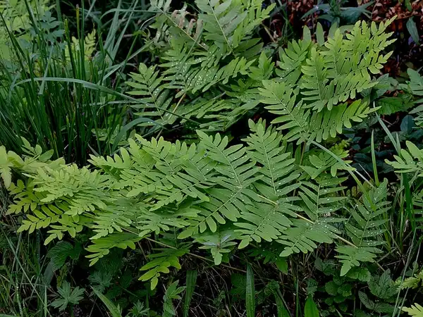 Photo of Osmunda regalis - Frond:bathyporeia