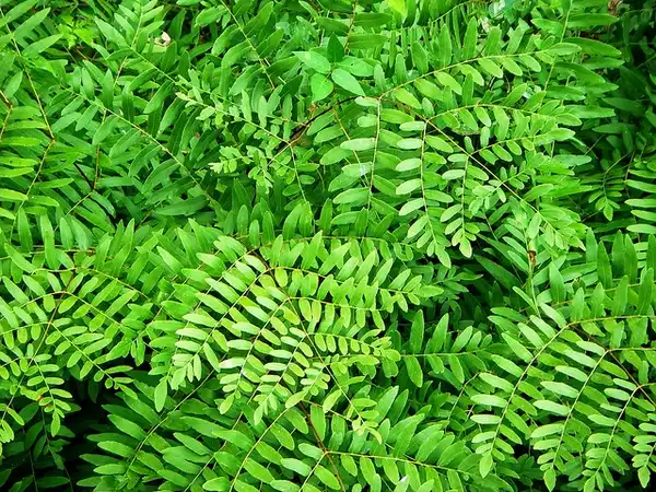 Photo of Osmunda regalis - Form:Nancy Magnusson