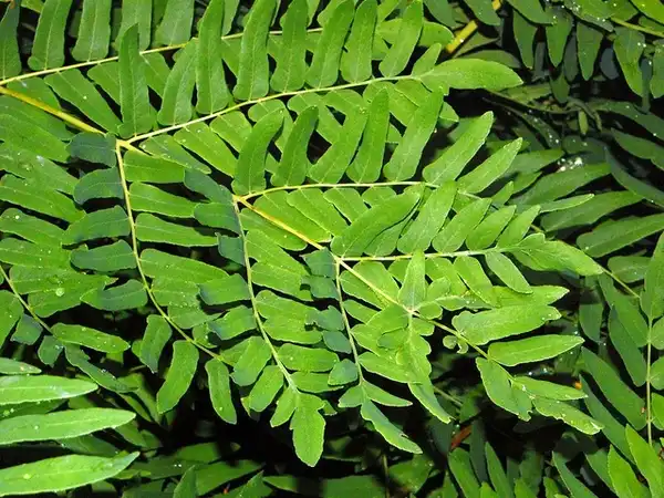 Photo of Osmunda regalis - Frond:Ettore Balocchi