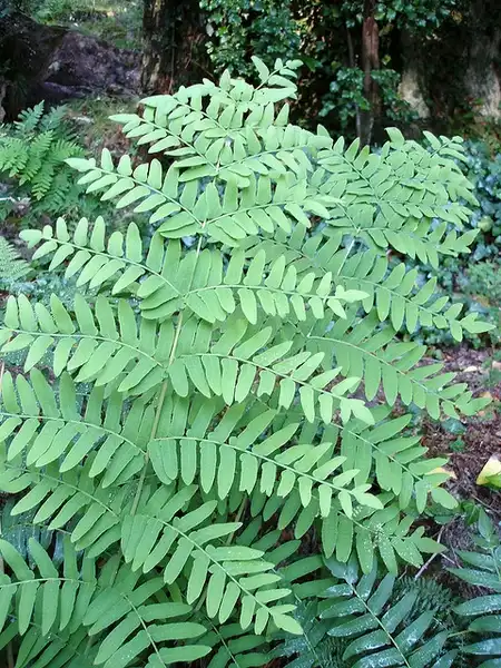 Photo of Osmunda regalis - Frond:Miguel