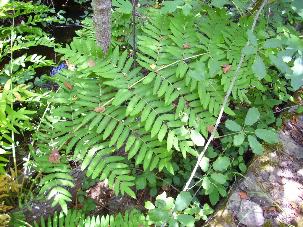 Photo of Osmunda regalis - Leaves:Javier martin